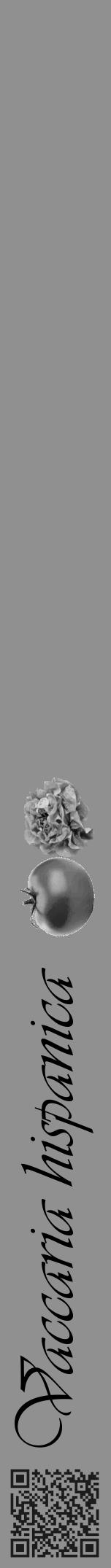 Étiquette de : Vaccaria hispanica - format a - style noire4simpleviv avec qrcode et comestibilité simplifiée - position verticale