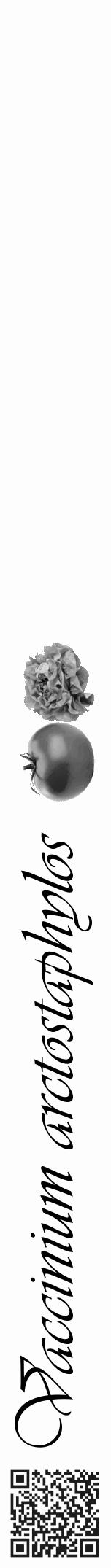 Étiquette de : Vaccinium arctostaphylos - format a - style noire19viv avec qrcode et comestibilité simplifiée - position verticale