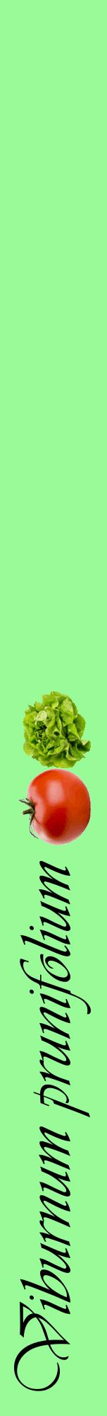 Étiquette de : Viburnum prunifolium - format a - style noire14viv avec comestibilité simplifiée