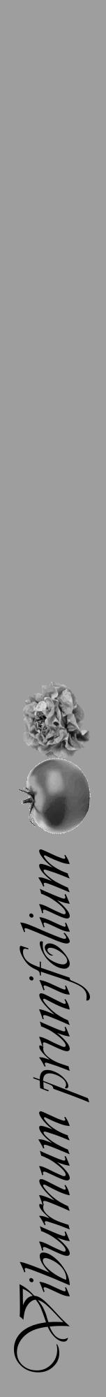 Étiquette de : Viburnum prunifolium - format a - style noire42viv avec comestibilité simplifiée - position verticale