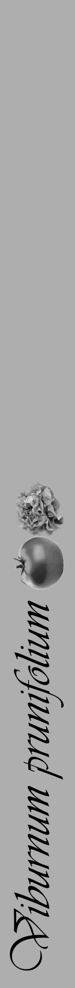 Étiquette de : Viburnum prunifolium - format a - style noire53viv avec comestibilité simplifiée - position verticale