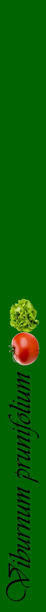Étiquette de : Viburnum prunifolium - format a - style noire8viv avec comestibilité simplifiée