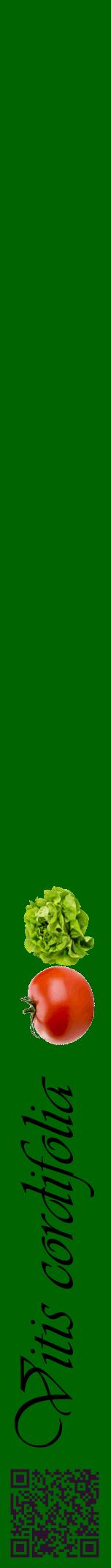 Étiquette de : Vitis cordifolia - format a - style noire8viv avec qrcode et comestibilité simplifiée
