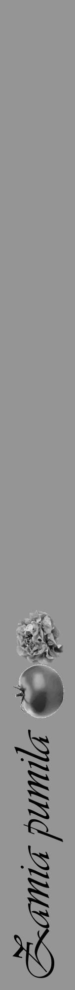 Étiquette de : Zamia pumila - format a - style noire16viv avec comestibilité simplifiée - position verticale
