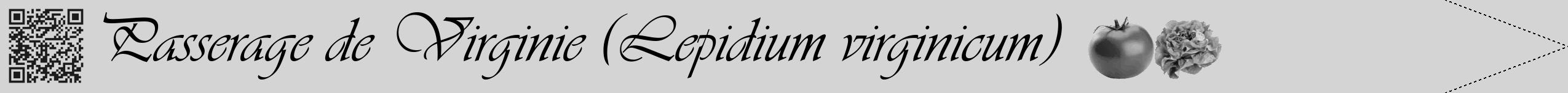 Étiquette de : Lepidium virginicum - format b - style noire40viv avec qrcode et comestibilité simplifiée