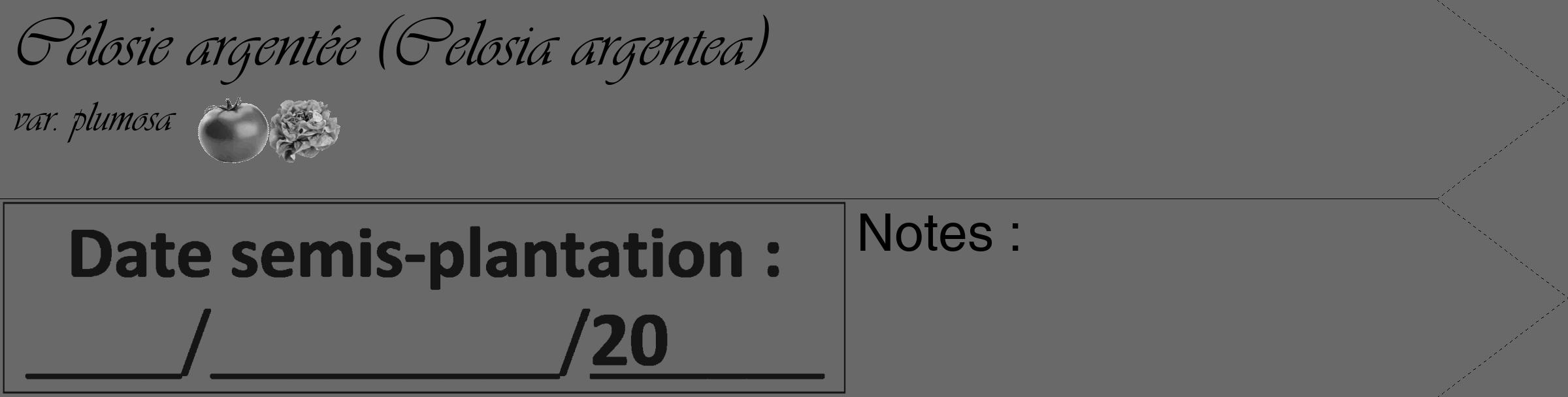 Étiquette de : Celosia argentea var. plumosa - format c - style noire51_simple_simpleviv avec comestibilité simplifiée