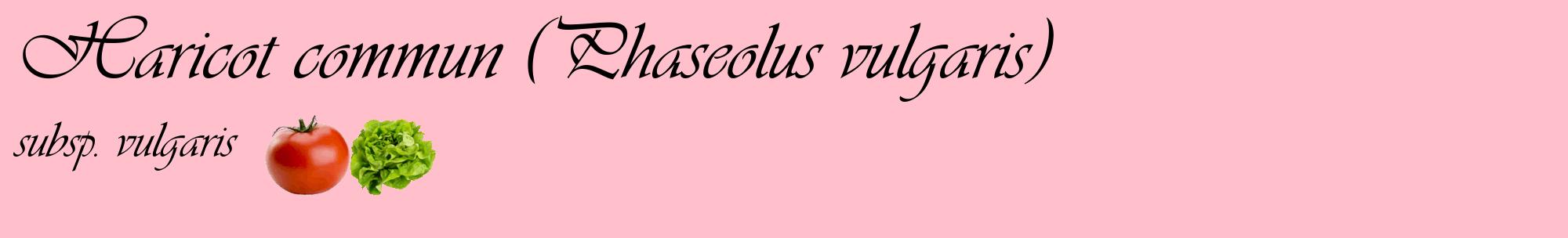Étiquette de : Phaseolus vulgaris subsp. vulgaris - format c - style noire40basique_basique_basiqueviv avec comestibilité simplifiée