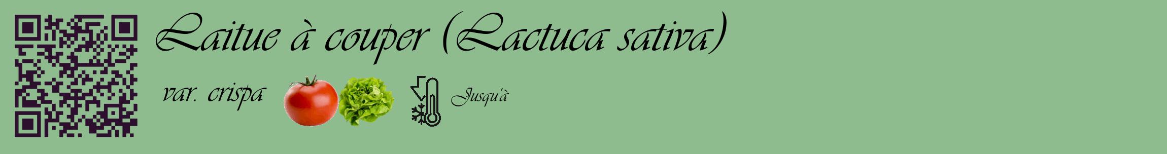 Étiquette de : Lactuca sativa var. crispa - format c - style noire13_basique_basiqueviv avec qrcode et comestibilité simplifiée