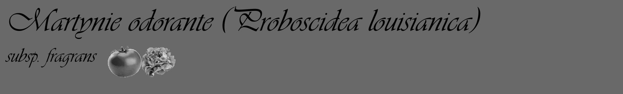 Étiquette de : Proboscidea louisianica subsp. fragrans - format c - style noire11basique_basique_basiqueviv avec comestibilité simplifiée