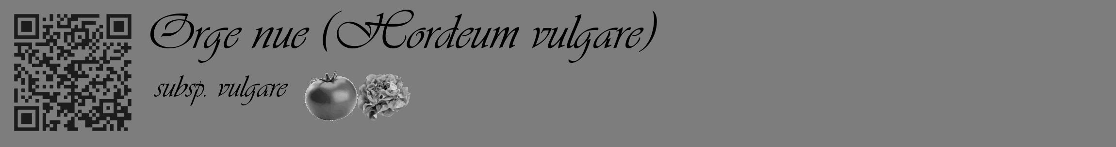 Étiquette de : Hordeum vulgare subsp. vulgare - format c - style noire35_basique_basiqueviv avec qrcode et comestibilité simplifiée
