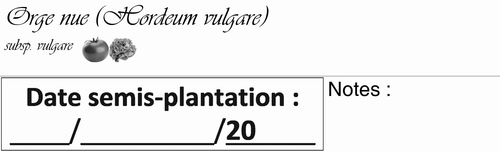 Étiquette de : Hordeum vulgare subsp. vulgare - format c - style noire19_basique_basiqueviv avec comestibilité simplifiée