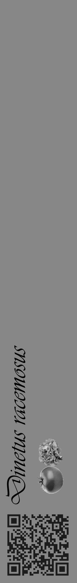 Étiquette de : Dinetus racemosus - format c - style noire12_basique_basiqueviv avec qrcode et comestibilité simplifiée - position verticale