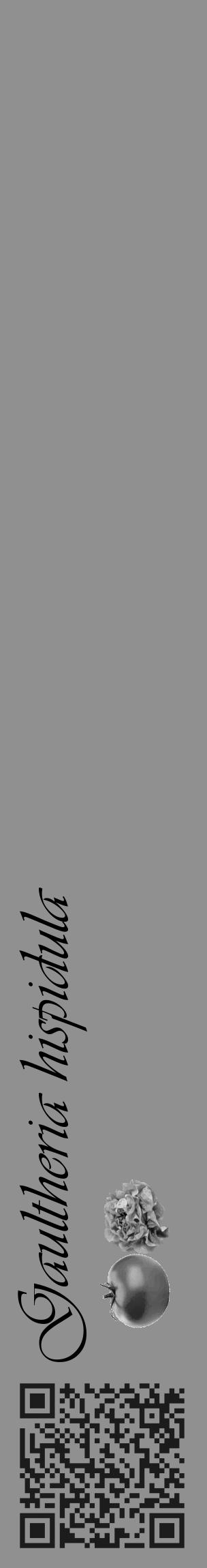 Étiquette de : Gaultheria hispidula - format c - style noire4_basique_basiqueviv avec qrcode et comestibilité simplifiée - position verticale
