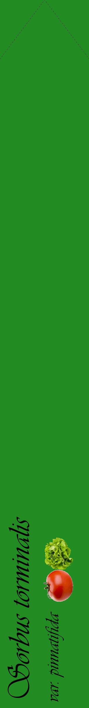 Étiquette de : Sorbus torminalis var. pinnatifida - format c - style noire10_simpleviv avec comestibilité simplifiée