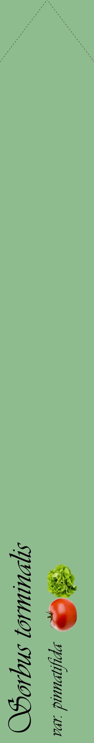 Étiquette de : Sorbus torminalis var. pinnatifida - format c - style noire13_simpleviv avec comestibilité simplifiée