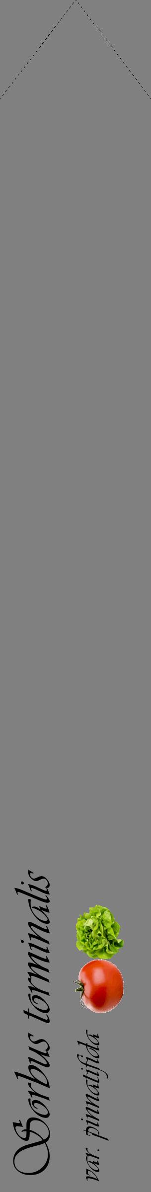 Étiquette de : Sorbus torminalis var. pinnatifida - format c - style noire57_simpleviv avec comestibilité simplifiée