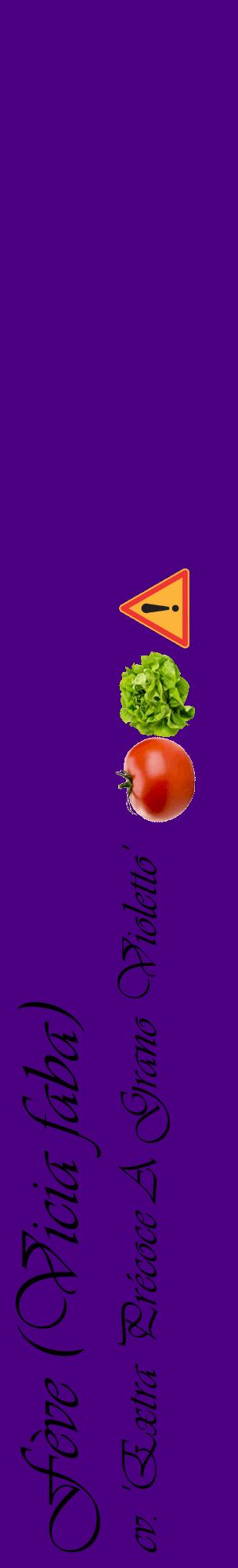 Étiquette de : Vicia faba cv. 'Extra Précoce A Grano Violetto' - format c - style noire47_basiqueviv avec comestibilité simplifiée