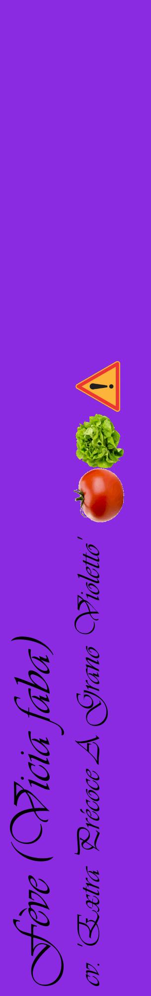 Étiquette de : Vicia faba cv. 'Extra Précoce A Grano Violetto' - format c - style noire49_basiqueviv avec comestibilité simplifiée