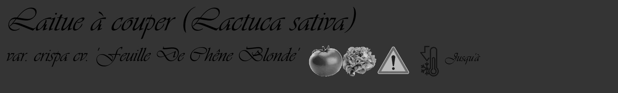 Étiquette de : Lactuca sativa var. crispa cv. 'Feuille De Chêne Blonde' - format c - style noire46basique_basique_basiqueviv avec comestibilité simplifiée