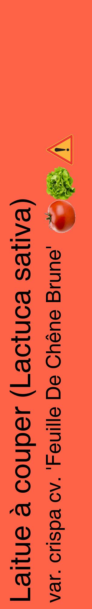 Étiquette de : Lactuca sativa var. crispa cv. 'Feuille De Chêne Brune' - format c - style noire25_basiquehel avec comestibilité simplifiée