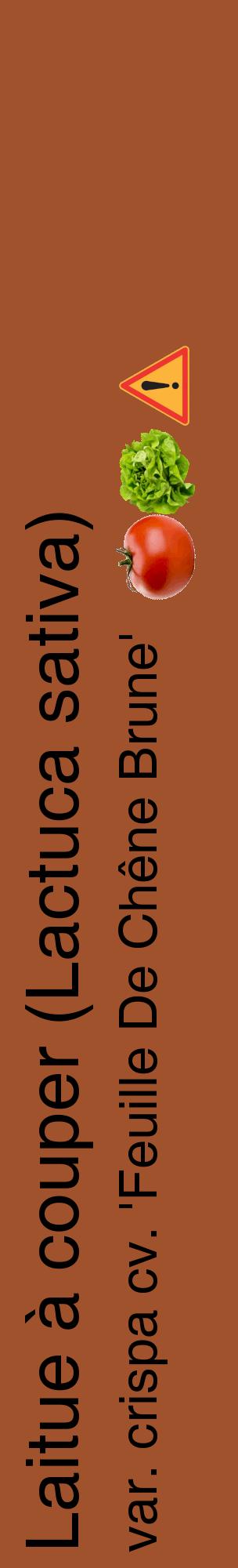 Étiquette de : Lactuca sativa var. crispa cv. 'Feuille De Chêne Brune' - format c - style noire32_basiquehel avec comestibilité simplifiée