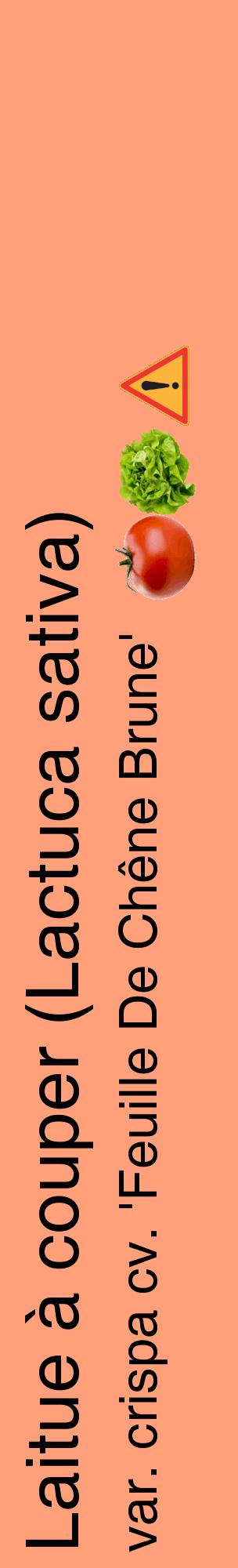 Étiquette de : Lactuca sativa var. crispa cv. 'Feuille De Chêne Brune' - format c - style noire39_basiquehel avec comestibilité simplifiée