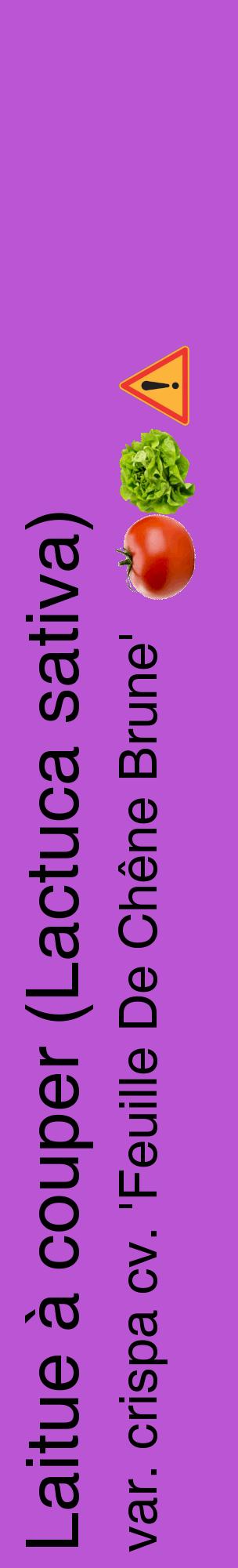 Étiquette de : Lactuca sativa var. crispa cv. 'Feuille De Chêne Brune' - format c - style noire50_basiquehel avec comestibilité simplifiée