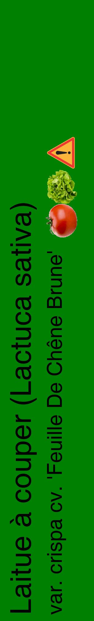 Étiquette de : Lactuca sativa var. crispa cv. 'Feuille De Chêne Brune' - format c - style noire9_basiquehel avec comestibilité simplifiée