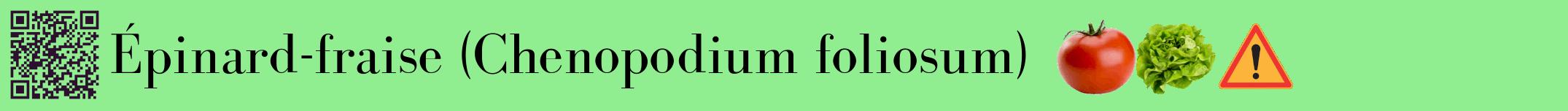 Étiquette de : Chenopodium foliosum - format a - style noire15basiquebod avec qrcode et comestibilité simplifiée