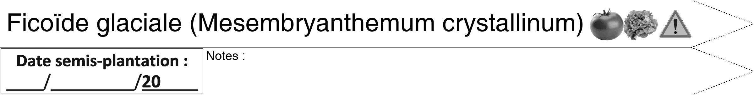 Étiquette de : Mesembryanthemum crystallinum - format b - style noire60hel avec comestibilité simplifiée
