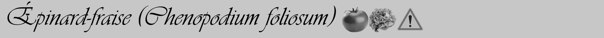 Étiquette de : Chenopodium foliosum - format a - style noire15simpleviv avec comestibilité simplifiée