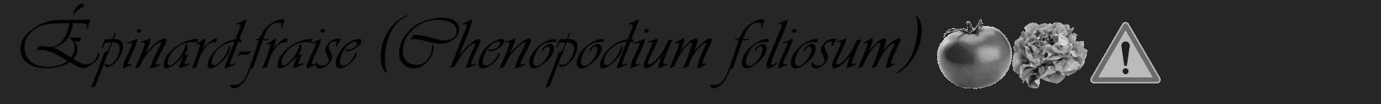 Étiquette de : Chenopodium foliosum - format a - style noire29viv avec comestibilité simplifiée