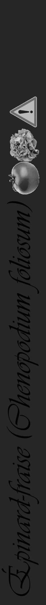Étiquette de : Chenopodium foliosum - format a - style noire29viv avec comestibilité simplifiée - position verticale