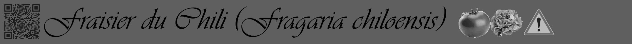 Étiquette de : Fragaria chiloensis - format a - style noire10basiqueviv avec qrcode et comestibilité simplifiée