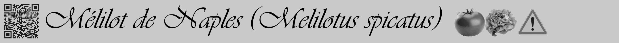 Étiquette de : Melilotus spicatus - format a - style noire54viv avec qrcode et comestibilité simplifiée