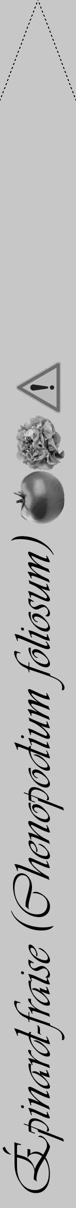 Étiquette de : Chenopodium foliosum - format b - style noire15simpleviv avec comestibilité simplifiée - position verticale