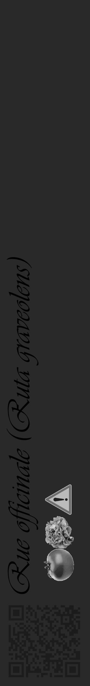 Étiquette de : Ruta graveolens - format c - style noire34_basique_basiqueviv avec qrcode et comestibilité simplifiée - position verticale
