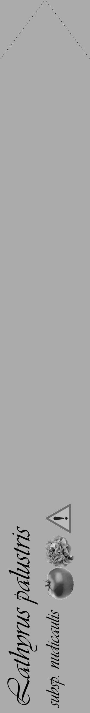 Étiquette de : Lathyrus palustris subsp. nudicaulis - format c - style noire37_simple_simpleviv avec comestibilité simplifiée - position verticale