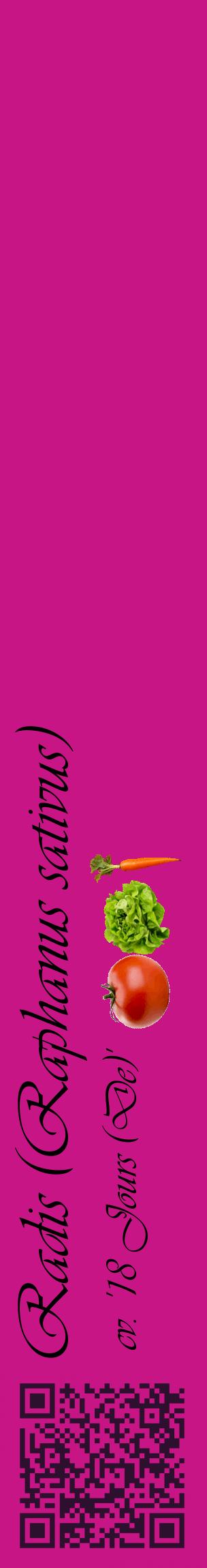 Étiquette de : Raphanus sativus cv. '18 Jours (De)' - format c - style noire45_basiqueviv avec qrcode et comestibilité simplifiée