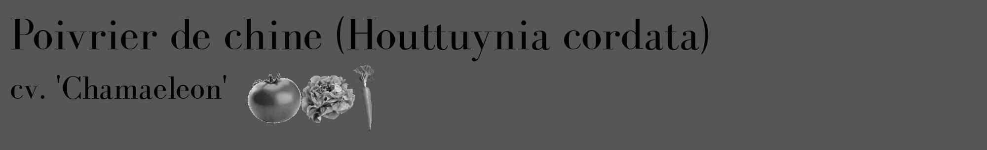 Étiquette de : Houttuynia cordata cv. 'Chamaeleon' - format c - style noire45_basique_basiquebod avec comestibilité simplifiée