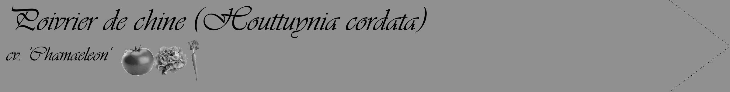 Étiquette de : Houttuynia cordata cv. 'Chamaeleon' - format c - style noire4_simple_simpleviv avec comestibilité simplifiée