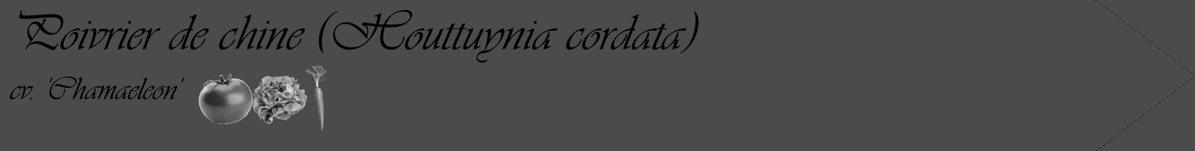 Étiquette de : Houttuynia cordata cv. 'Chamaeleon' - format c - style noire9_simple_simpleviv avec comestibilité simplifiée