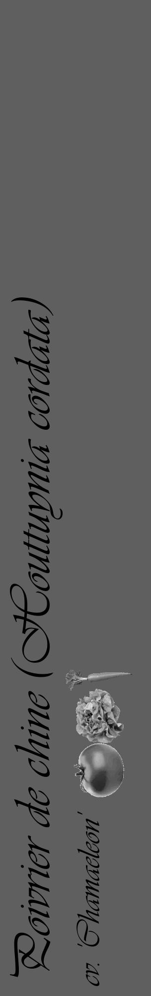 Étiquette de : Houttuynia cordata cv. 'Chamaeleon' - format c - style noire10_basique_basiqueviv avec comestibilité simplifiée - position verticale