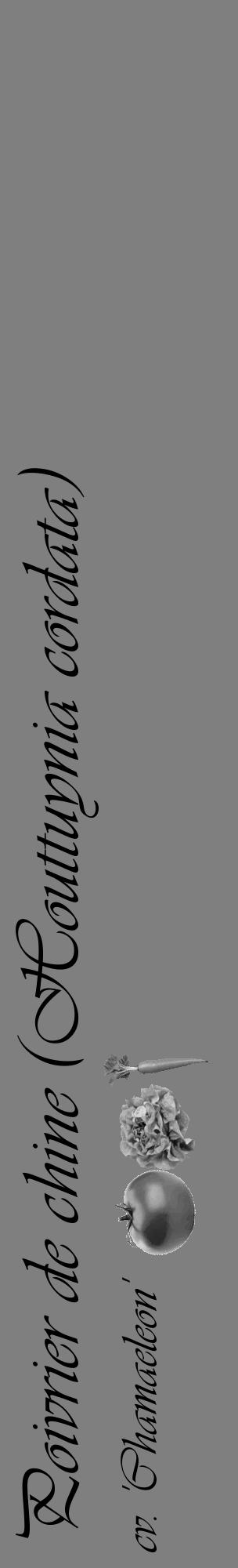 Étiquette de : Houttuynia cordata cv. 'Chamaeleon' - format c - style noire31_basique_basiqueviv avec comestibilité simplifiée - position verticale