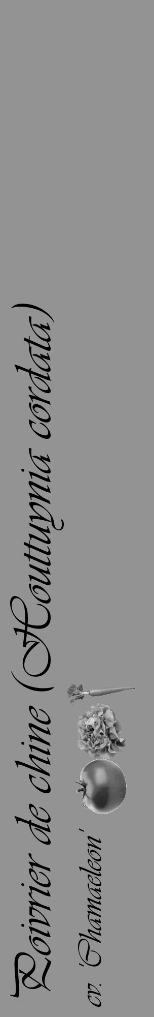 Étiquette de : Houttuynia cordata cv. 'Chamaeleon' - format c - style noire44_basique_basiqueviv avec comestibilité simplifiée - position verticale