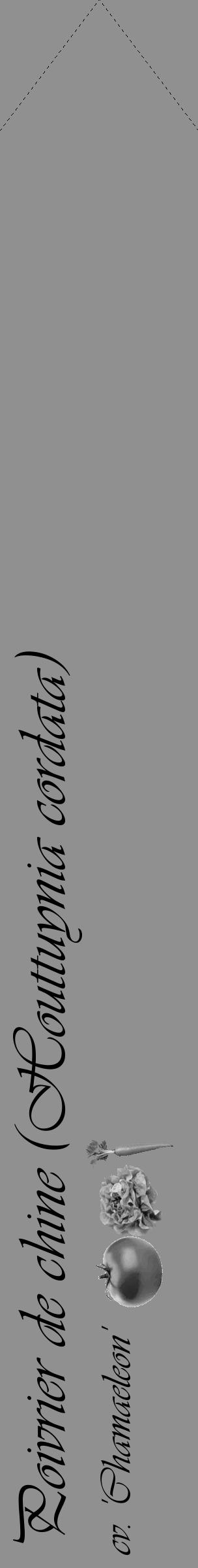 Étiquette de : Houttuynia cordata cv. 'Chamaeleon' - format c - style noire4_simple_simpleviv avec comestibilité simplifiée - position verticale