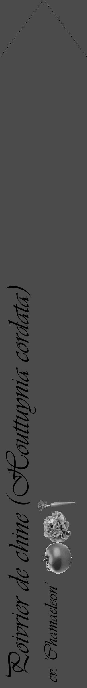 Étiquette de : Houttuynia cordata cv. 'Chamaeleon' - format c - style noire9_simple_simpleviv avec comestibilité simplifiée - position verticale