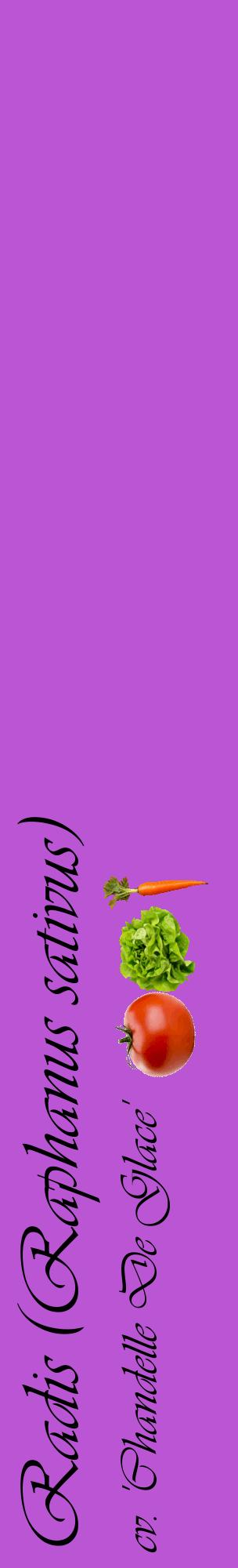 Étiquette de : Raphanus sativus cv. 'Chandelle De Glace' - format c - style noire50_basiqueviv avec comestibilité simplifiée