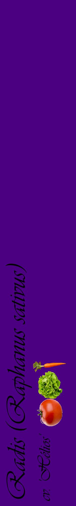 Étiquette de : Raphanus sativus cv. 'Hélios' - format c - style noire47_basiqueviv avec comestibilité simplifiée