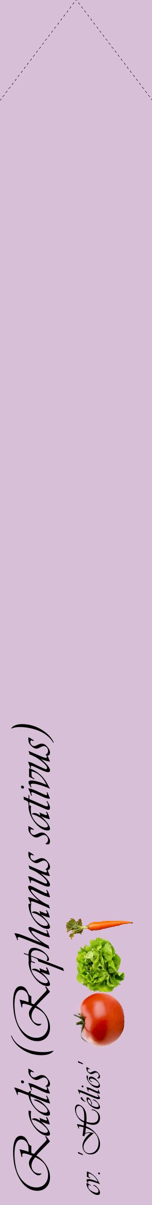 Étiquette de : Raphanus sativus cv. 'Hélios' - format c - style noire54_simpleviv avec comestibilité simplifiée